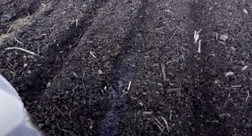 Почему опытные дачники выбирают подзимние посевы: все плюсы и минусы