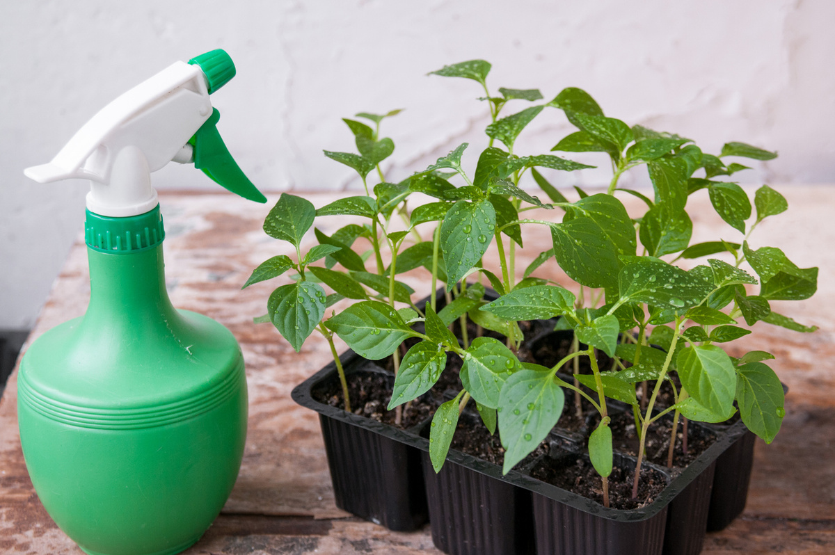 Как защитить рассаду от черной ножки и вредителей