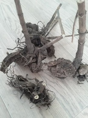 ������������ ���������: �� ������� �� �������� ��������