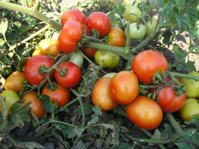 Как эффективно бороться с вершинной гнилью томатов: простые советы