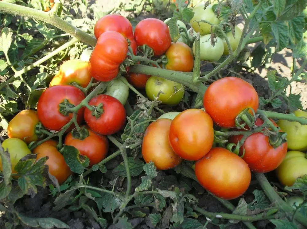 Как эффективно бороться с вершинной гнилью томатов: простые советы