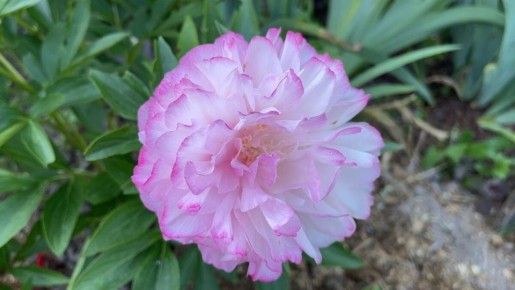 Сентябрь — идеальное время для пересадки многолетников