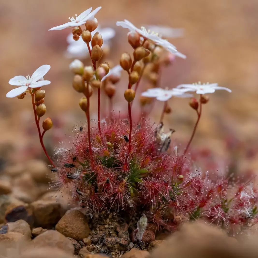 Росянки-пигмеи: природа крошечного роста и уникальные способы размножения
