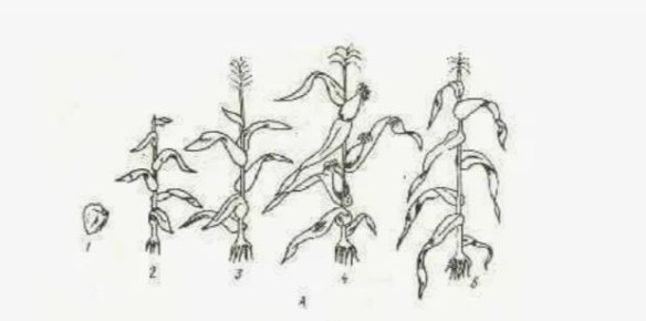 �� ������ �� �����������: ������������ ����������� �������� � ����������