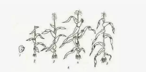 От семени до великолепия: удивительное путешествие растения в онтогенезе