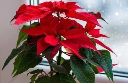 Пуансеттия: Рождественская звезда с историей любви