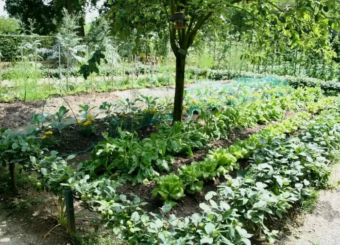 Защита кустарников от вредителей