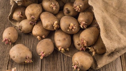 Как обычные картофельные ростки могут кардинально изменить вашу рассаду