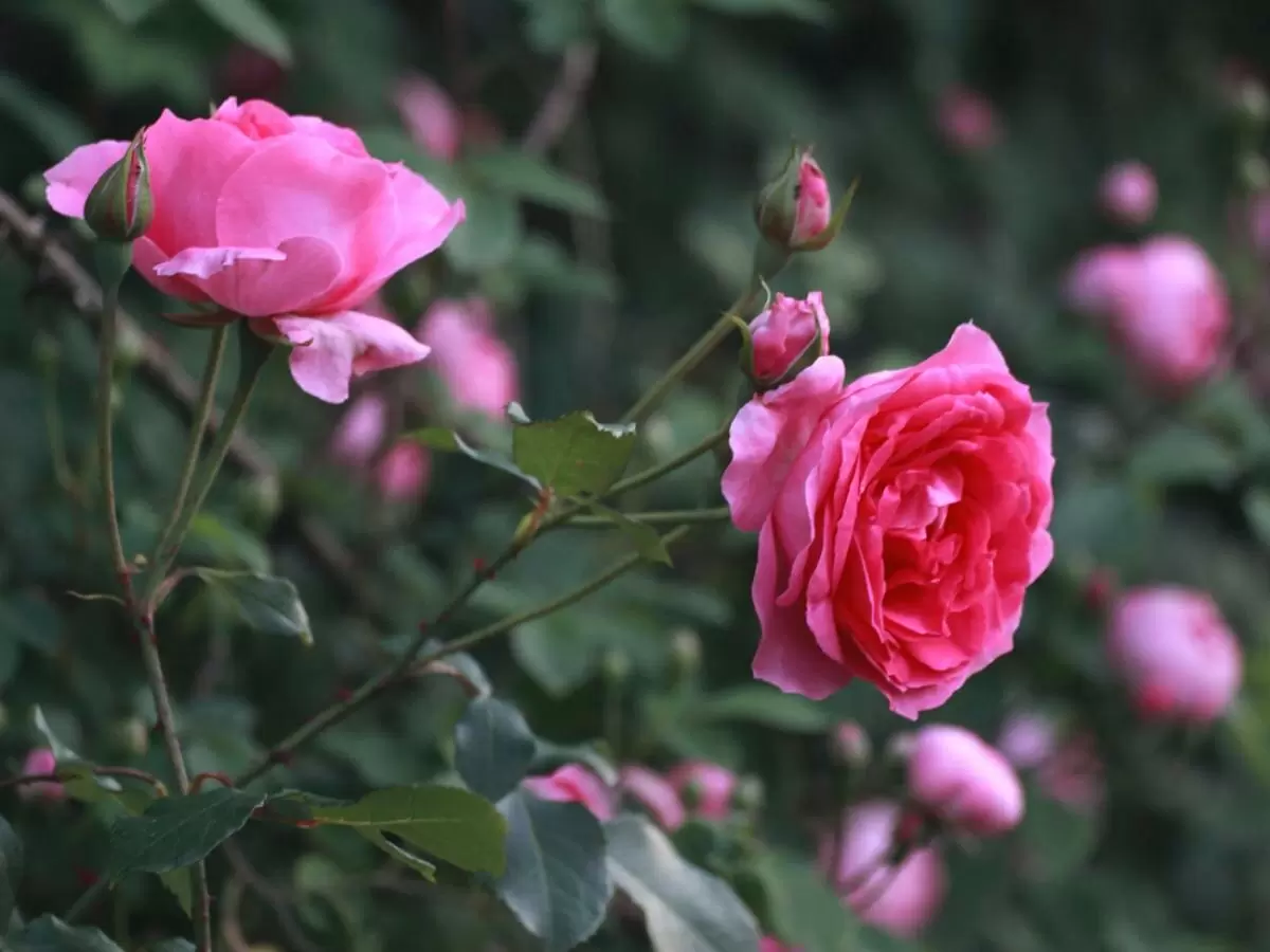 Как обеспечить роскошные розы: секреты ухода в мае