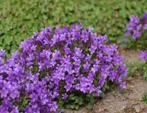 ����������� � ��� �������������: ��� � Campanula portenschlagiana