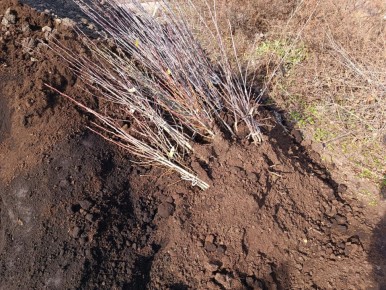 Как успешно высаживать саженцы в саду осенью: советы и рекомендации