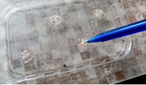 Необычные реакции семян при обработке перекисью водорода: что стоит знать