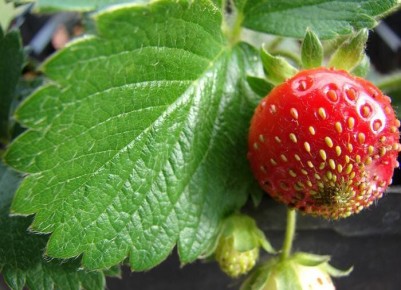 ������� ������� ������: ��� ��������� ��������� ��������