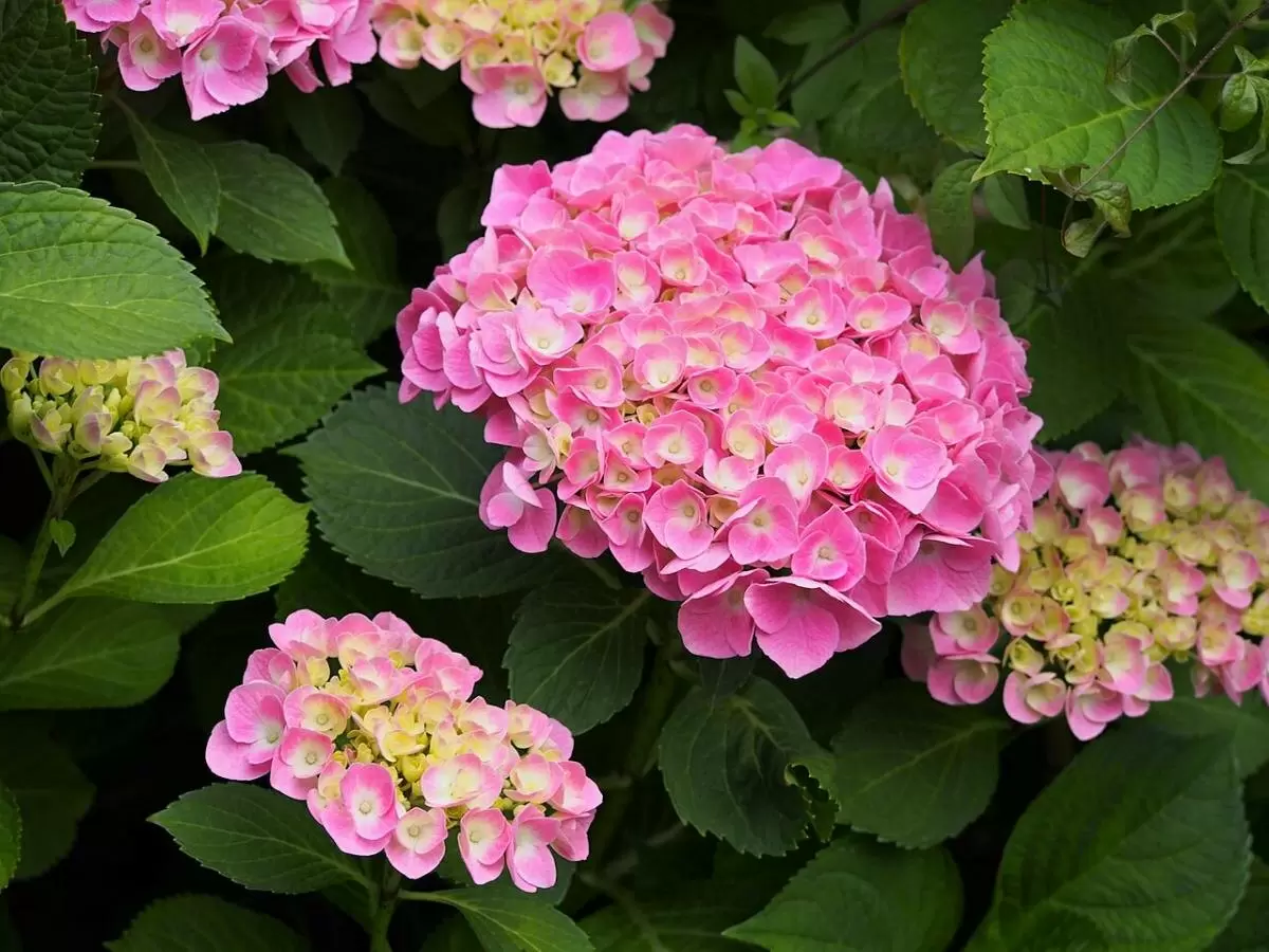 Как сохранить гортензии: советы по выбору места и уходу
