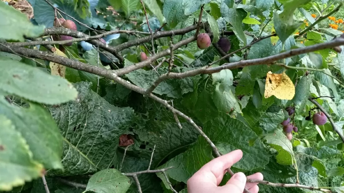 Как вернуть плодородие вашей садовой сливе за две недели