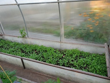 Сидераты: секреты успешного оздоровления почвы перед новым сезоном