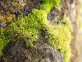 Как спасти деревья от мха: опасности и эффективные методы борьбы