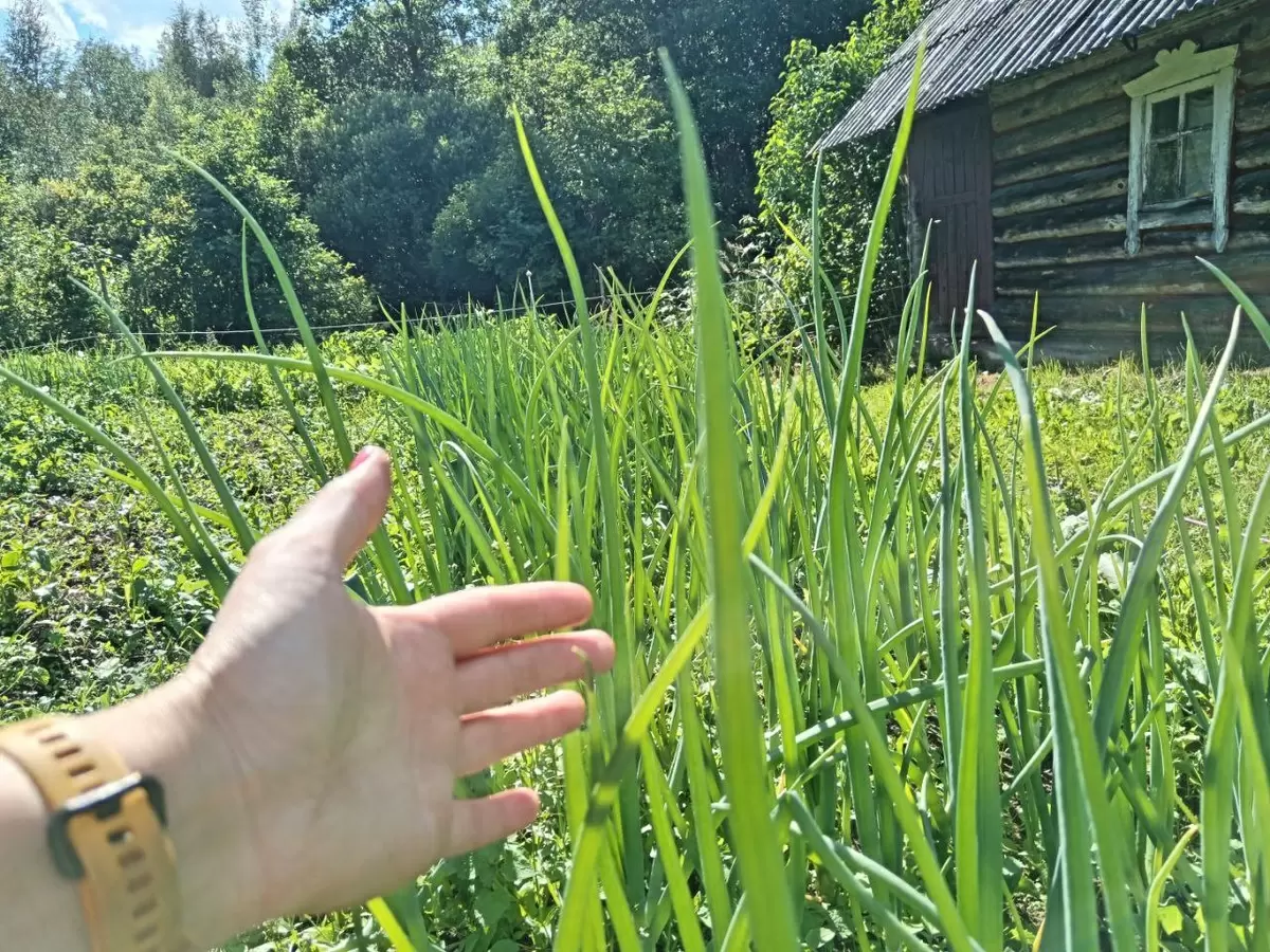 Оптимальные сроки сбора лука с грядок