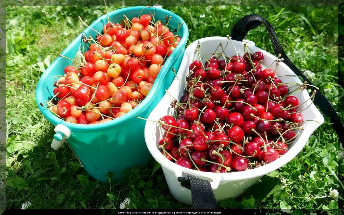 Уход за черешней: ключевые аспекты