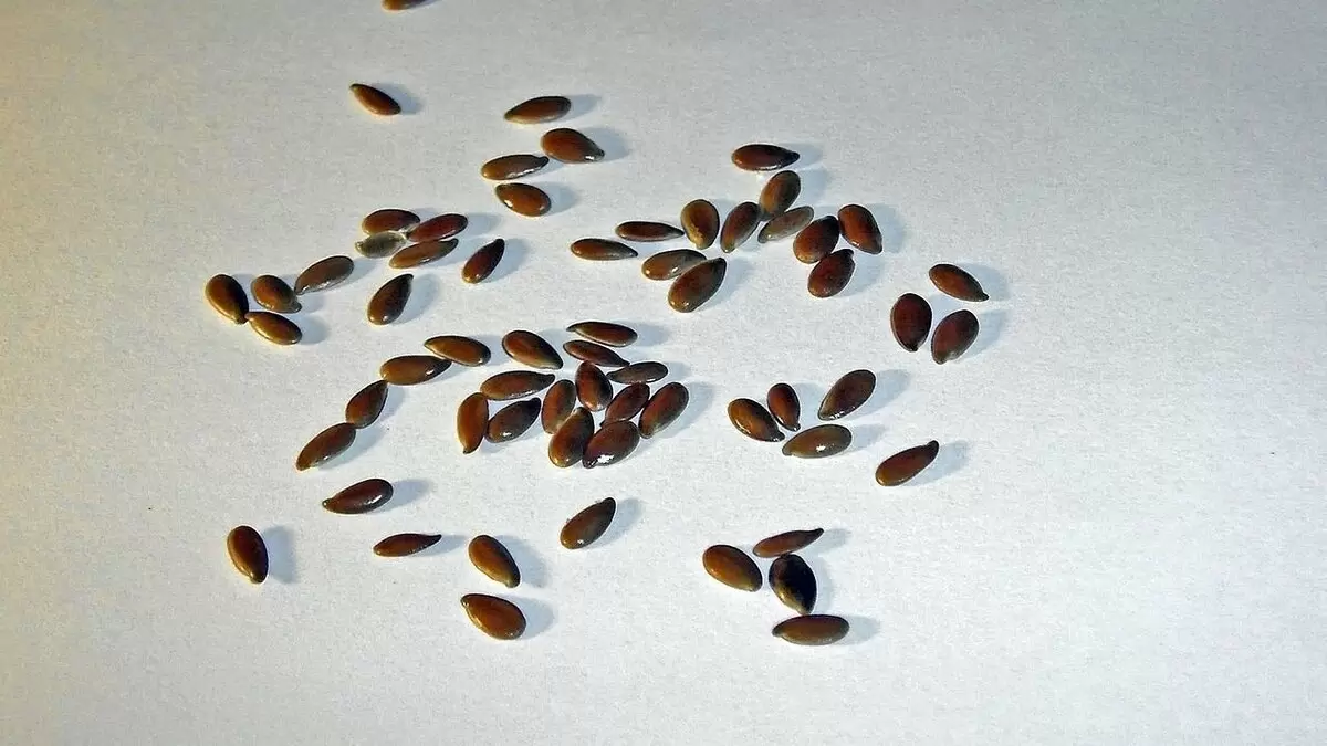 Плазменные семена: Новая эра в агрономии или модный тренд?