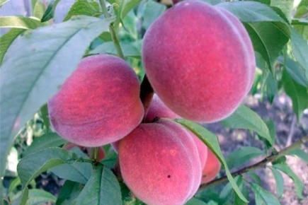 ������ �������� ������: ������������� ���� � ���������� ��� ������� ���������