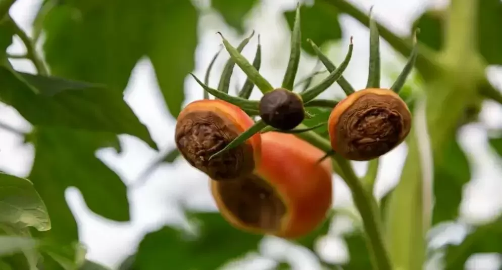 Как защитить томаты от вершинной гнили: советы и проверенные методы