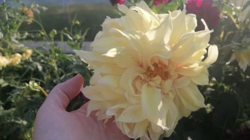 Эксперимент с семенами георгинов: что тревожит садоводов