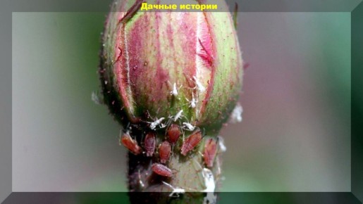 ���� ��� ���: ��� ������� �������� ���������� ������� ����� ������� ������