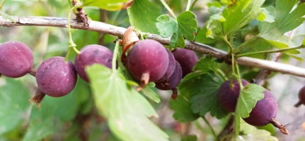 Секреты роста крыжовника: Как простые приправы могут изменить ваш урожай