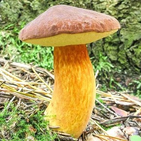 Польский гриб: король леса