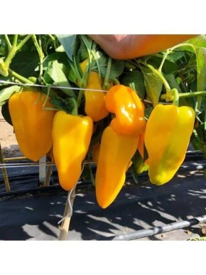 Перец Зазноба: солнечные сладости для вашего огорода