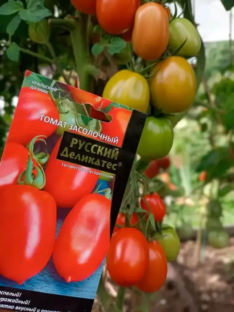 Томат «Засолочный деликатес»: идеальный выбор для консервации с богатой историей