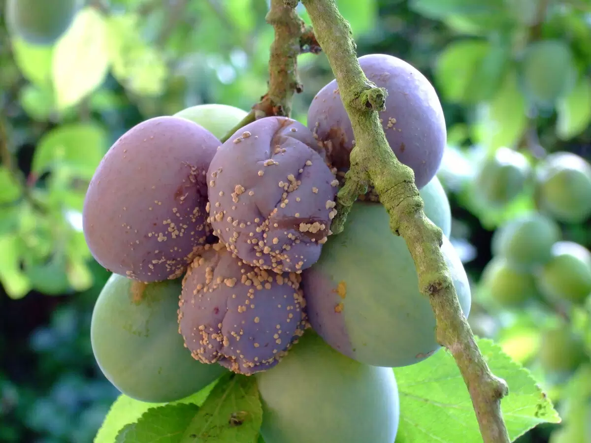 Как защитить сливу от монилиоза: советы по обработке в апреле