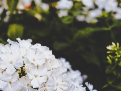 Белоснежные акценты: как украсить сад стильными белыми растениями в 2025 году