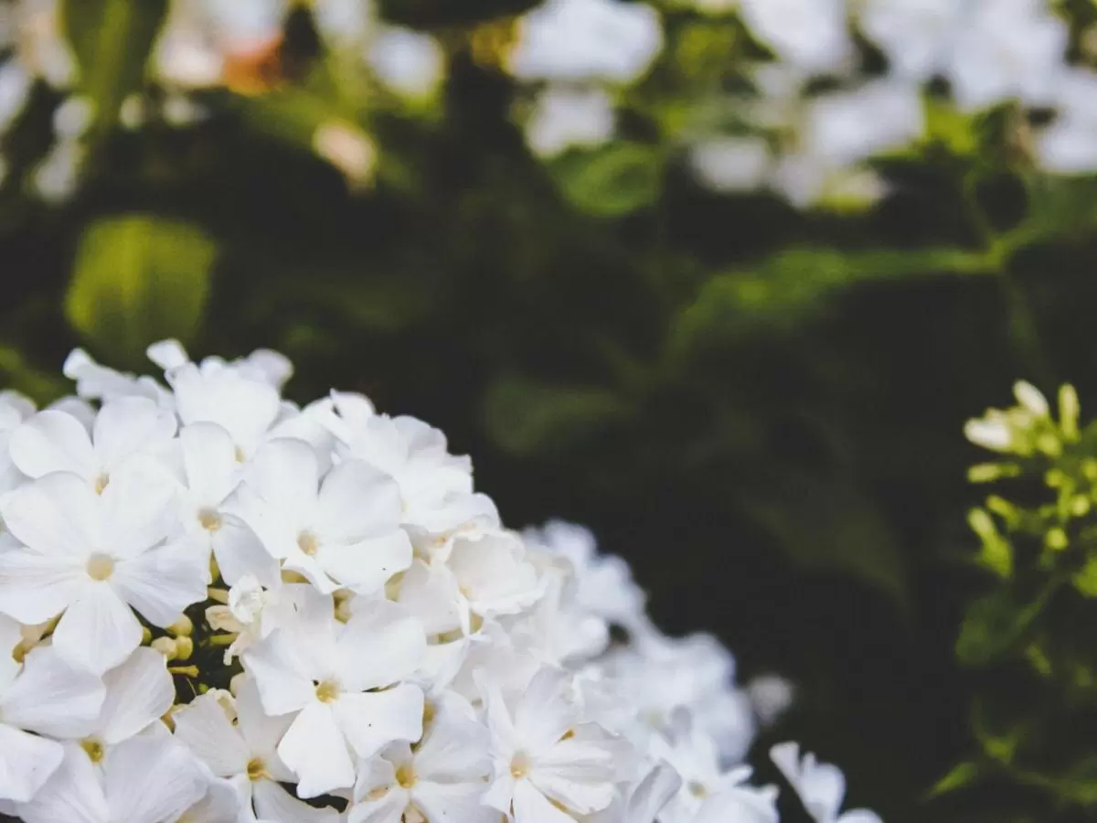 Белоснежные акценты: как украсить сад стильными белыми растениями в 2025 году