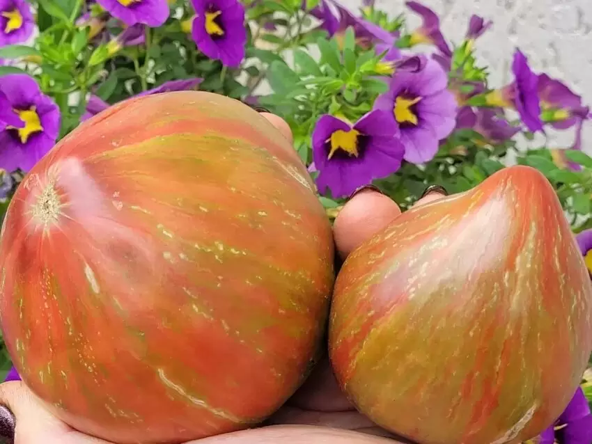 Полосатые красотки: откройте для себя уникальный томат Вишневые полосы