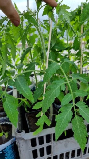 Как добиться быстрого роста рассады томатов: секреты успеха