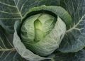 Как выбрать идеальный сорт капусты: советы для дачников