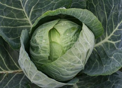 Как выбрать идеальный сорт капусты: советы для дачников