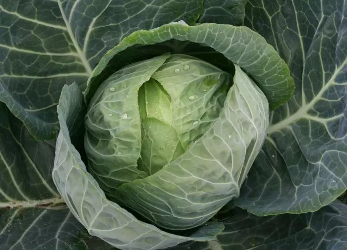 Как выбрать идеальный сорт капусты: советы для дачников