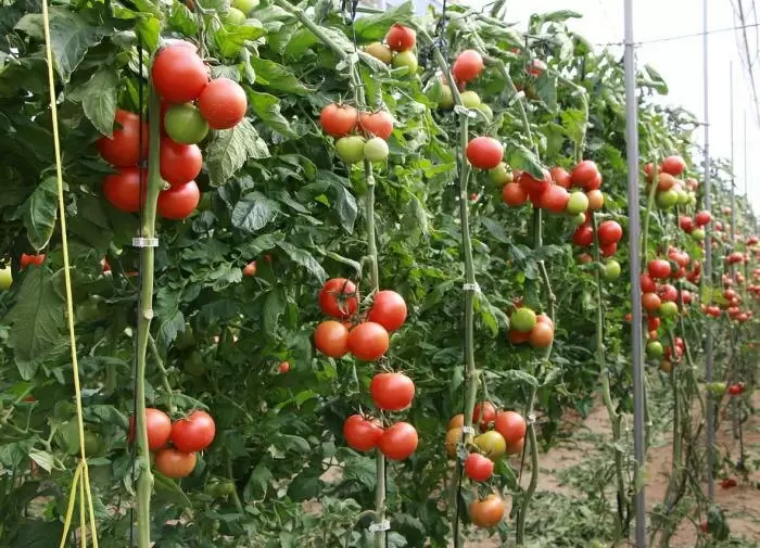 Секреты успешного сбора семян помидоров
