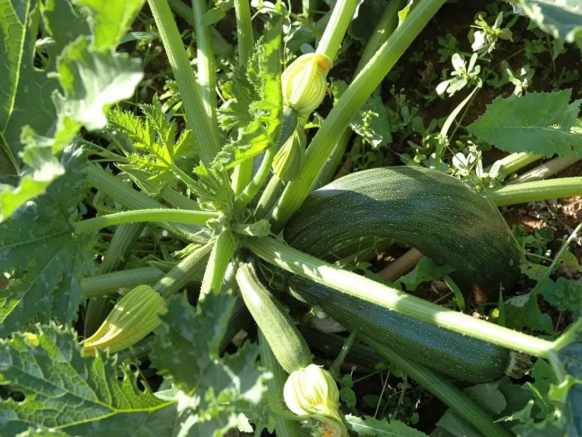 Как сохранить урожай кабачков: противостояние гниению