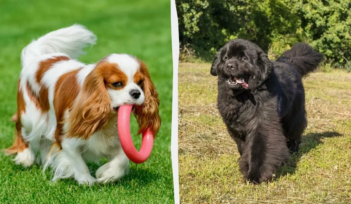 Знаки Зодиака и собачьи породы: что они могут рассказать о вашем идеальном питомце