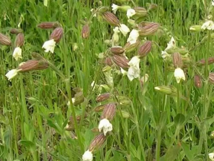 Дрёма белая: ночная красавица с тайными свойствами