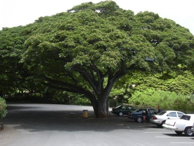 Палисандр: идеальное дерево для вашего сада — тень без хлопот