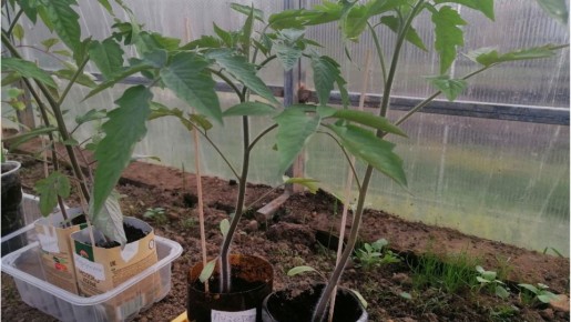 Как ошибочный ранний посев доминировал над урожаем: опыт огородника