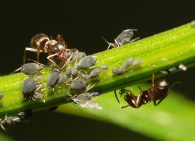 Способы борьбы с муравьями на участке