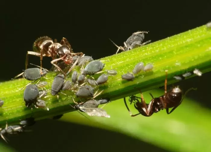 Способы борьбы с муравьями на участке
