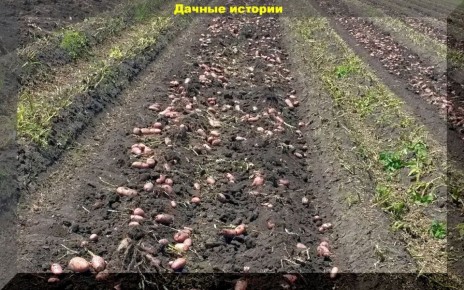 Как правильно выращивать картофель на одном месте: секреты успешного урожая