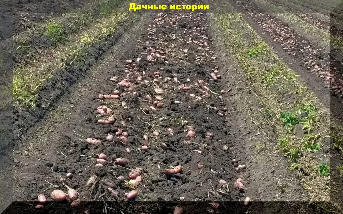 Как правильно выращивать картофель на одном месте: секреты успешного урожая